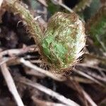 Dryopteris cambrensis পাতা