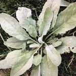 Verbascum boerhaviiഇല