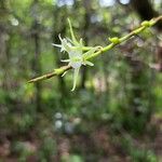 Oeoniella polystachys Çiçek