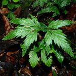 Selaginella parkeri Облик