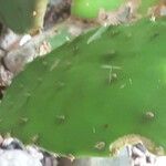 Opuntia humifusa Deilen