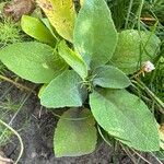 Digitalis thapsi 叶