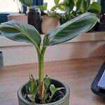 Musa acuminata Feuille