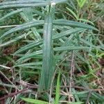 Polygonatum verticillatum 葉