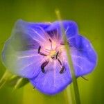 Geranium pratense Flor
