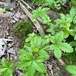 Potentilla simplex Leaf