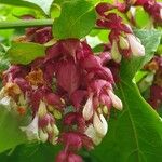 Leycesteria formosa Квітка