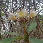 Plumeria alba Кветка