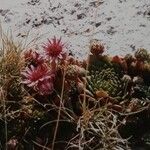 Sempervivum marmoreum Flor