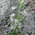 Epilobium hirsutumFiore