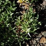 Stenotus acaulis Hábito