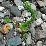 Sempervivum globiferum Hábito