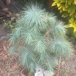 Pinus maximartinezii Συνήθη χαρακτηριστικά