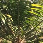Encephalartos gratus Leaf