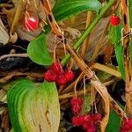 Polygonatum biflorum ফল