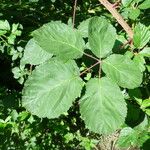 Rubus integribasis Leaf