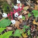 Actaea pachypoda Gyümölcs