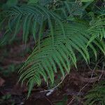Thelypteris interrupta Folio