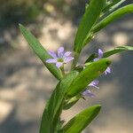 Lythrum hyssopifolia Hoja