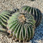 Echinocactus platyacanthus 整株植物