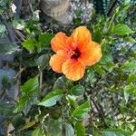 Hibiscus rosa-sinensis പുഷ്പം