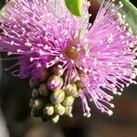 Melaleuca nesophila Blüte