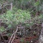Dacrycarpus vieillardii Hábito