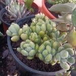 Sedum hirsutum Листок