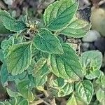 Clinopodium acinos Blatt