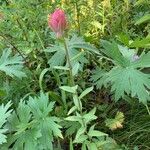 Castilleja parviflora Levél