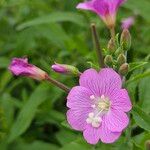 Epilobium hirsutumЦвят