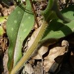 Pulmonaria affinis Кора