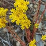 Sedum rupestreFlower