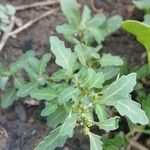 Chenopodium glaucum Leaf