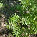 Fraxinus angustifolia Feuille