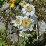 Achillea ptarmica Habitus