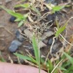 Sporobolus coromandelianus Flower