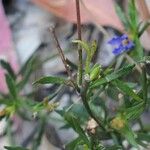 Dampiera stricta Feuille