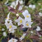 Solanum laxumKukka
