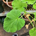 Pelargonium odoratissimum Frunză