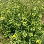 Potentilla recta Habit