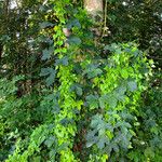 Cissus repens Hàbitat
