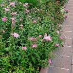 Spiraea japonica 整株植物