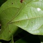 Terminalia amazonia Hoja