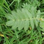 Tribulus zeyheri Blad