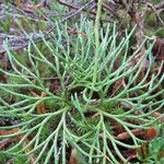 Lycopodium × zeilleri Elinympäristö