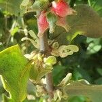 Erianthemum dregei Fruit