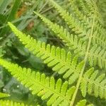 Macrothelypteris torresiana Yaprak