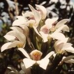 Megastylis montana Квітка