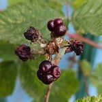 Rubus ulmifolius Fruit